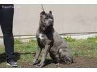 Cane Corso Puppy for sale in University Place, WA, USA
