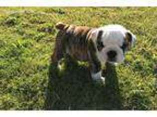 Bulldog Puppy for sale in Hamilton, OH, USA
