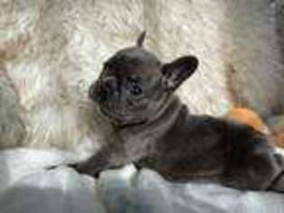 French Bulldog Puppy for sale in Perkiomenville, PA, USA