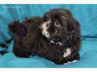 Mutt Puppy for sale in Clarkson, KY, USA