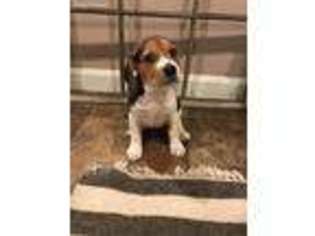 Beagle Puppy for sale in Denver, PA, USA