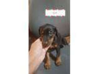 Doberman Pinscher Puppy for sale in Morgantown, WV, USA