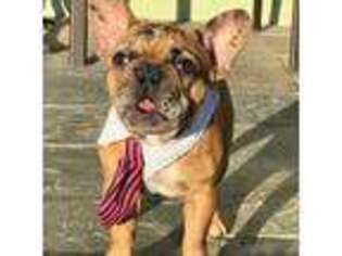 French Bulldog Puppy for sale in Compton, CA, USA