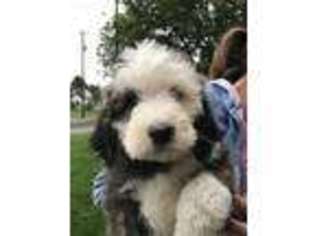Mutt Puppy for sale in Logan, UT, USA