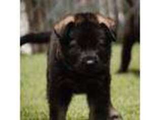 German Shepherd Dog Puppy for sale in Big Pine Key, FL, USA