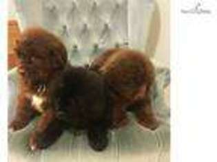 Newfoundland Puppy for sale in Spokane, WA, USA