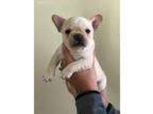 French Bulldog Puppy for sale in Fenton, MO, USA