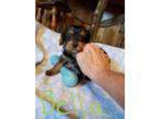 Yorkshire Terrier Puppy for sale in Mc Allister, MT, USA