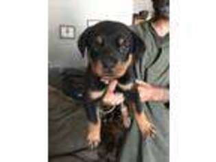 Rottweiler Puppy for sale in Nichols, SC, USA