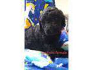 Goldendoodle Puppy for sale in Edenton, NC, USA