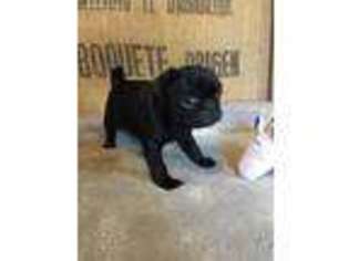 Pug Puppy for sale in Ash Grove, MO, USA