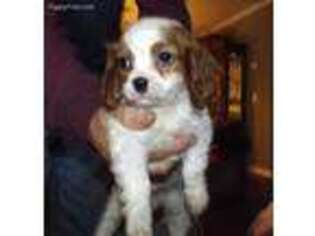 Cavalier King Charles Spaniel Puppy for sale in Maysville, GA, USA