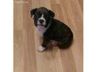 Boxer Puppy for sale in Salisbury, NC, USA