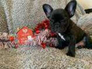 French Bulldog Puppy for sale in Sayre, OK, USA