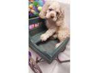 Cocker Spaniel Puppy for sale in Conklin, NY, USA