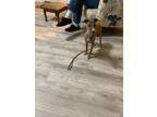 Italian Greyhound Puppy for sale in Vienna, GA, USA