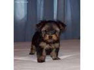 Yorkshire Terrier Puppy for sale in Watts, OK, USA