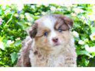 Miniature Australian Shepherd Puppy for sale in North Zulch, TX, USA
