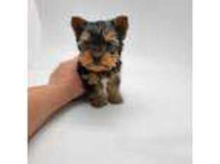 Yorkshire Terrier Puppy for sale in Terrell, TX, USA