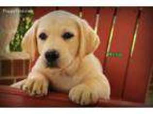 Labrador Retriever Puppy for sale in Westminster, SC, USA