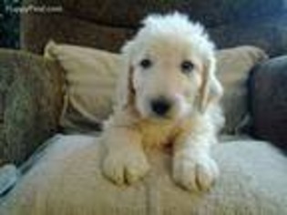 Goldendoodle Puppy for sale in Flora, IN, USA