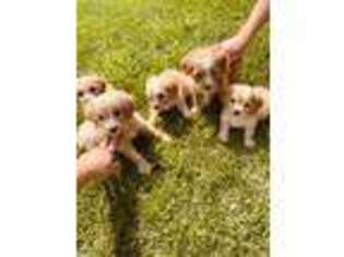 Cavapoo Puppy for sale in Plainfield, IL, USA