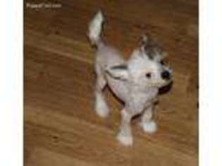 Chinese Crested Puppy for sale in Lewisburg, WV, USA