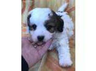 Cavachon Puppy for sale in Fortuna, MO, USA