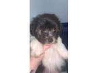 Maltese Puppy for sale in Nashua, NH, USA