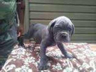 Cane Corso Puppy for sale in Clinton, AR, USA