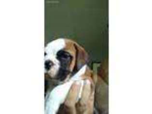 Olde English Bulldogge Puppy for sale in Canadensis, PA, USA