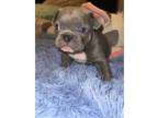 French Bulldog Puppy for sale in Oro Valley, AZ, USA