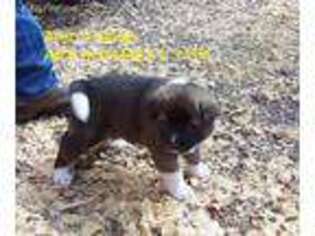 Akita Puppy for sale in Mansfield, MO, USA
