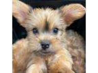 Yorkshire Terrier Puppy for sale in Haddam, CT, USA