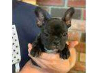 French Bulldog Puppy for sale in Bowdoin, ME, USA
