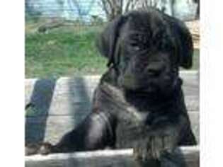Neapolitan Mastiff Puppy for sale in Kidder, MO, USA
