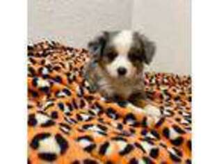 Miniature Australian Shepherd Puppy for sale in Perrin, TX, USA