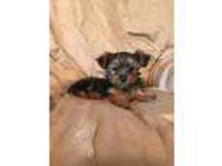 Yorkshire Terrier Puppy for sale in Brunswick, GA, USA