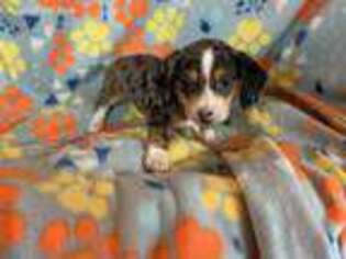 Dachshund Puppy for sale in North Collins, NY, USA