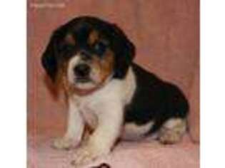 Beagle Puppy for sale in Schuylkill Haven, PA, USA