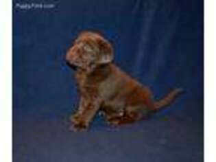 Labrador Retriever Puppy for sale in Deerfield, NH, USA