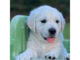 Golden Retriever Puppy for sale in Rogers, AR, USA