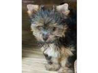 Yorkshire Terrier Puppy for sale in Ardmore, AL, USA