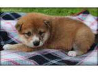 Shiba Inu Puppy for sale in Somerville, TN, USA