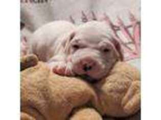 Dogo Argentino Puppy for sale in Pineville, MO, USA