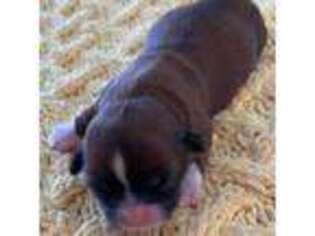 Mutt Puppy for sale in Colonial Beach, VA, USA