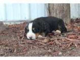 Bernese Mountain Dog Puppy for sale in Seymour, IA, USA