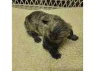 Cairn Terrier Puppy for sale in Burlington, NC, USA