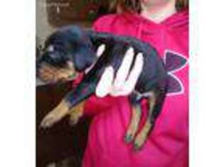 Doberman Pinscher Puppy for sale in Cleveland, SC, USA