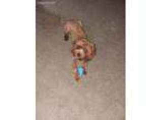 Cavapoo Puppy for sale in Norcross, GA, USA
